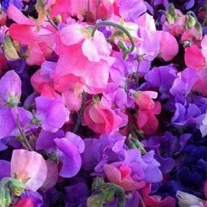 Sweet Pea Flower Seeds, "Cool Beans N Sprouts" Brand. Non-GMO. Home Gardening.