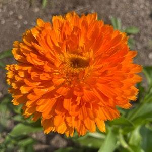 Calendula Organic Seeds