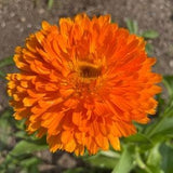 Calendula Organic Seeds
