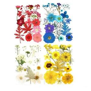 15pcs Real Dried Flower Natural Flower Stickers Dry Beauty For DIY Plants...