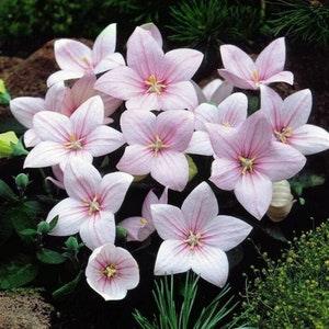 Fuji Pink Balloon Flower - Platycodon grandiflorus - Rare 'Plant' Seeds - Bellflower, Pink-White, Baloon Flower, Chinese Pink Balloon Flower