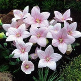 Fuji Pink Balloon Flower - Platycodon grandiflorus - Rare 'Plant' Seeds - Bellflower, Pink-White, Baloon Flower, Chinese Pink Balloon Flower