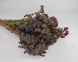 Dried Flower Oregano Flowers Bunch Santa Cruz Single Bunch