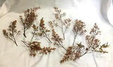 Berry Sprays Brown Beige 10 Branches Assorted Sizes & Shapes