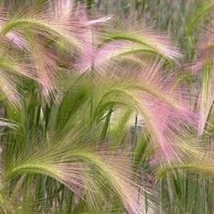 N705 ornamental perennial ornamental grass flipflop Agrostis 20 seeds Seeds Zaden