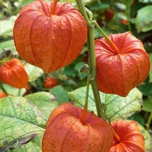 CHINESE RED LANTERN  Plant Seeds - Love in aCage / Arts and Craft Supply / Diy Dry Lantern Bouquet and Arrangements - Perennial Flower Seeds