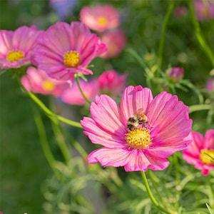 20 Cosmos Xsenia Flower Seeds / Cosmos bipinnatus / English Garden / Wildflowers / Cottage / Bouquet Flowers / Wedding Flowers