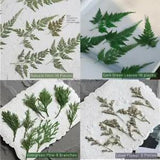 Real Dried Flower Dry Plants For Aromatherapy Candle Epoxy Resin Pendant...