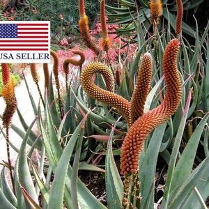 Aloe castanea ?C Cat's Tail Aloe - 5 Seeds