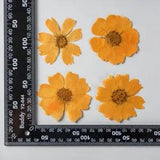 12PCS Real Pressed Dry dyed yellow Garden Cosmos flower for art, craft FSS59 #7