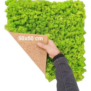 MOSS PANEL, PRESERVED Moss, Reindeer Moss, Handmade Moss Panel, Stabilized Light Green 50 x 50 Cm Scandinavian Lichen Set, Self Application