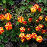 265 Exotic Zaden 5 Seeds Gentianella Hirculus Seeds Flower Seeds Flowerseeds Rareseeds
