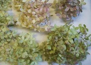 16 Dried Hydrangea Flowers, Natural Colors, from Our Indiana Homestead Gardens