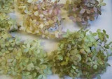 16 Dried Hydrangea Flowers, Natural Colors, from Our Indiana Homestead Gardens