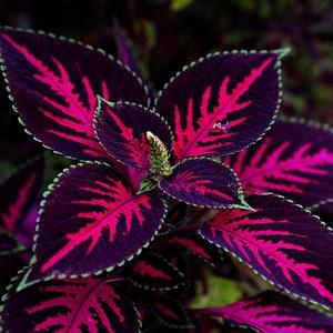 COLEUS 'MESMERIZE CHOCOLATE' Foliage Dark, 5 Rare Seeds