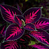 COLEUS 'MESMERIZE CHOCOLATE' Foliage Dark, 5 Rare Seeds