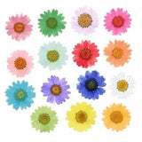 12Pcs Chrysanthemum Pressed Dried Flowers For Art Craft Resin Jewelry Making