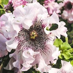 Rare Original Flower Seeds Petunia Excellent "Alba F1" (Petunia x hybrida).Superbissima. Seeds From Ukraine