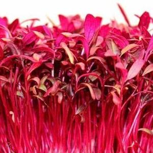 Micro greens . Red Garnet Amaranth aka Red Spinach. 600 seeds. Organic