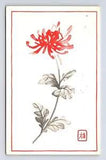 c1964 Japanese Cluster Amaryllis or Star Lily Flower Watercolor Postcard