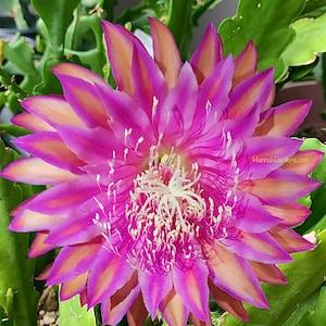 1 unrooted cutting/ leaf/ stem Super Rare Hot  Razzle Dazzle Epiphyllum Orchid Cactus 6-8???