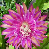 1 unrooted cutting/ leaf/ stem Super Rare Hot  Razzle Dazzle Epiphyllum Orchid Cactus 6-8???