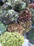 Naturally, I dry my Hydrangeas Flower Delivery