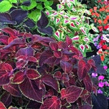 50+   Coleus Hybridus Rainbow Mix Plant Seeds-Solenostemon Scutellarioides-Kong Series-G026
