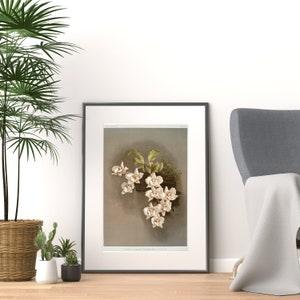 Printable Odontoglossum Cervantesii Decorum from Reichenbachia Orchids (1888-1894) illustrated by Frederick Sander (1847-1920) | Vintage Art