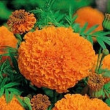 French Marigold Hawaii Orange Flowers 1g - 100 Seeds - Tagetes Erecta NON GMO