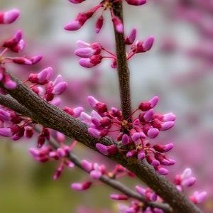 Eastern Redbud Blossom, Spring Flower Bud, Pink Redbud Tree, Botanical Print, Red Bud Flower Wall Art Print, Photography Paper Print+Canvas
