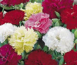 CARNATION CHABAUD MIXED COLORS Dianthus Caryophyllus - 20 Seeds