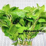 6 Packs Althernanthera Focoidea Bettzickiana Red Hedge Cherry Semi Aquatic Bundles Live Freshwater Aquarium Plant Decoration US Nurseries