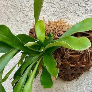 Hanging Planter Pot Staghorn/Orchid Will Love Organic Airy Plant Friendly 3D Printed Unique Design with Multiple Planting Options (Medium)