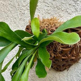 Hanging Planter Pot Staghorn/Orchid Will Love Organic Airy Plant Friendly 3D Printed Unique Design with Multiple Planting Options (Medium)