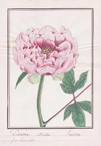 Peony Paeonia Peony Flower Botany Watercolour Drawing 1830