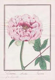 Peony Paeonia Peony Flower Botany Watercolour Drawing 1830