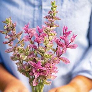 50+ Pink Sundae Salvia Flower Seed, Annual Clary Sage Seeds (#140)