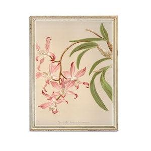 Vintage Orchid  Painting | Antique Plant Flower Artwork | Classic White Flower Poster | 19th Century Art Print | PRINTABLE art