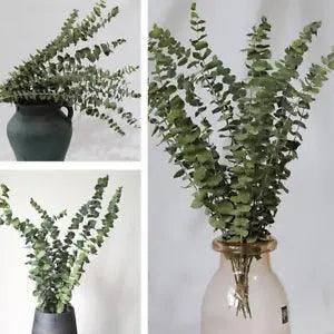 10pcs Natural Dried Flower Eucalyptus Branches Leaves NEW Decor Home H7Q5