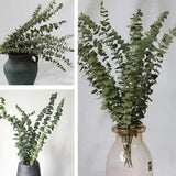 10pcs Natural Dried Flower Eucalyptus Branches Leaves NEW Decor Home H7Q5