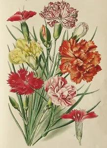 1890 Antique lithograph of CARNATION FLOWERS. CLOVE PINK FLOWERS. GARDENING.