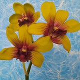 Dendrobium orchid bloom size- yellow and red flower, large size