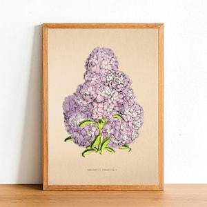 Vintage Orchid Flower Print, Antique Flower Posters, Botanical Prints, A4 A3 A2 Poster, Home Decor, Wall Art, Anacamptis Pyramidalis