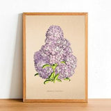 Vintage Orchid Flower Print, Antique Flower Posters, Botanical Prints, A4 A3 A2 Poster, Home Decor, Wall Art, Anacamptis Pyramidalis