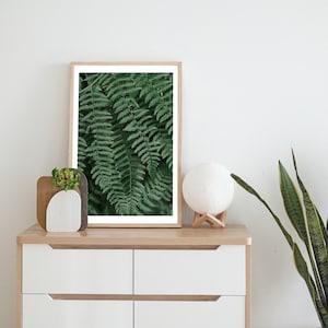Ferns