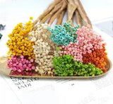 50Pcs Small Natural Dried Flowers Bouquet Dry Press Mini Decorative...
