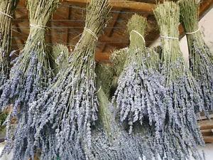 ***5 DRIED LAVENDER BOUQUETS/BUNCHES-ABOUT 250 STEMS EACH***