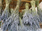 ***5 DRIED LAVENDER BOUQUETS/BUNCHES-ABOUT 250 STEMS EACH***