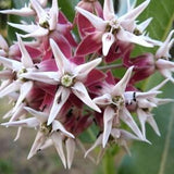 SHOWY MILKWEED Asclepias Speciosa Monarch Butterfly Perennial 10 Seeds